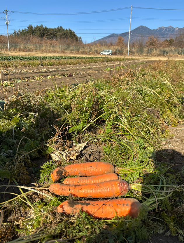 (きた日誌) 今年の最後は 八ヶ岳にたどり着きました その1　アルソア女神の森